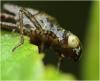 Pyrrhosoma nymphula
