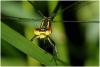 Erythromma najas