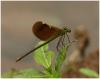 195785 – Photo : Benoit Guillon – Laos