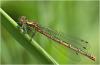 Pyrrhosoma nymphula