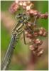 Erythromma lindenii