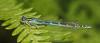 Coenagrion scitulum