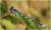 Coenagrion scitulum