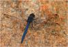 195269 – Photo : Benoit Guillon – Afrique du Sud