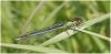 Erythromma najas