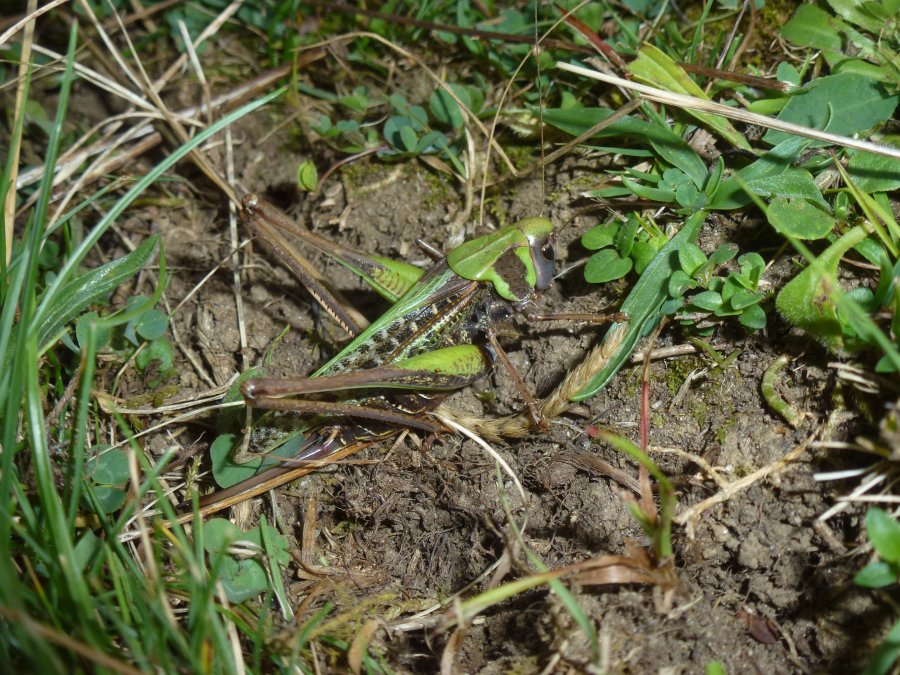 Andre Astric - Decticus verrucivorus verrucivorus - réf. 195698 (900 x 675 pixels, 190 ko)