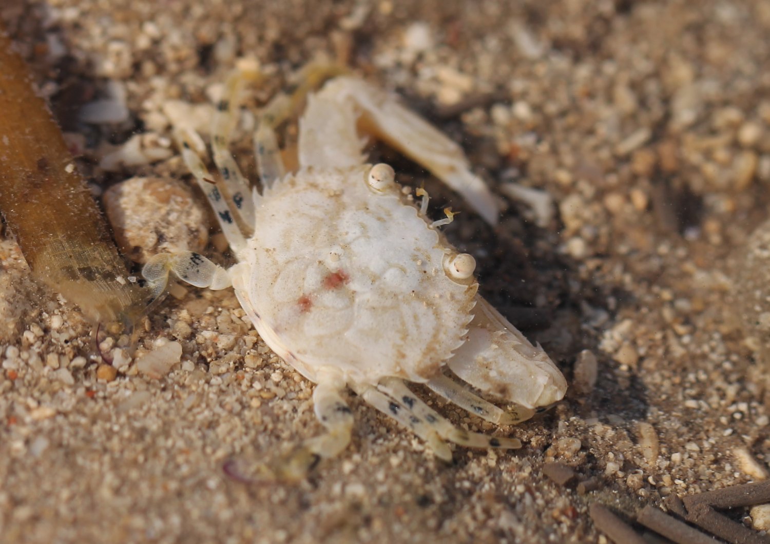 clovis - Cycloachelous granulatus - réf. 195093 (1500 x 1060 pixels, 215 ko)