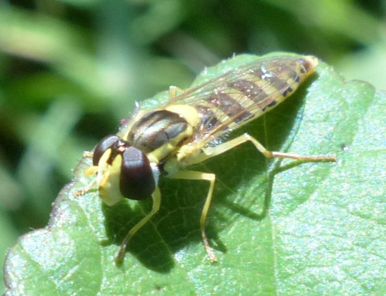 ORCHALLAN - Sphaerophoria sp. - réf. 195141 (784 x 601 pixels, 86 ko)