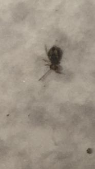 Dicyrtomina sp.