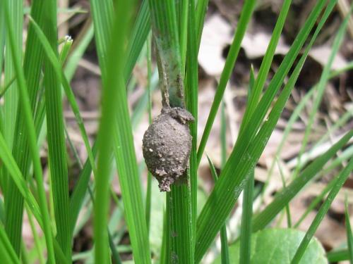 Réf. 196 114 : Agroeca sp.