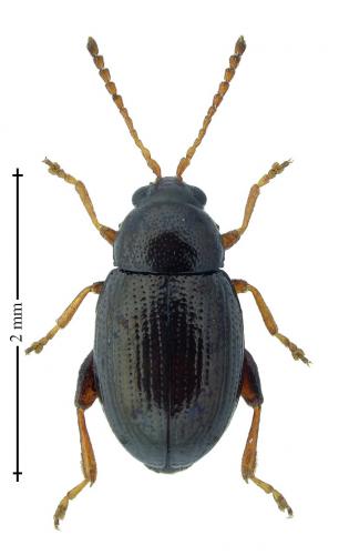 Réf. 196 092 : Batophila rubi