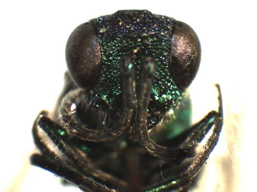 Réf. 196 453 : Chrysis analis