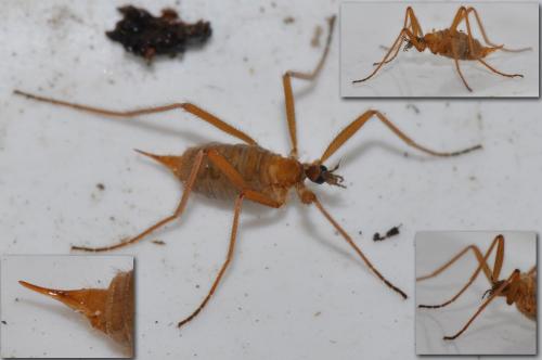 Chionea sp.