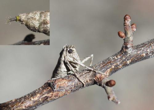 Agriopis bajaria