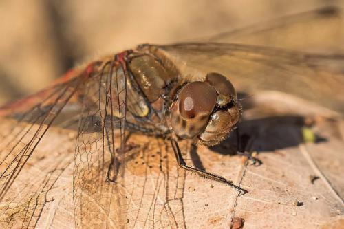Sympetrum striolatum