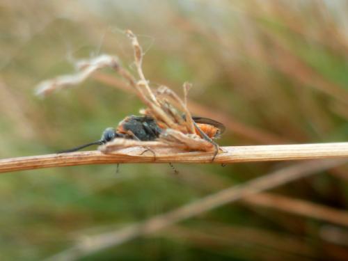 Dolerus sp.