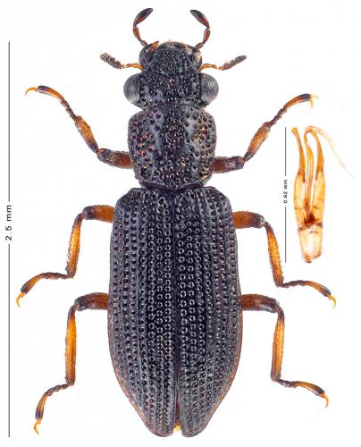 Réf. 196 306 : Hydrochus smaragdineus