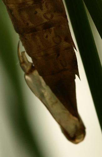 Anax imperator