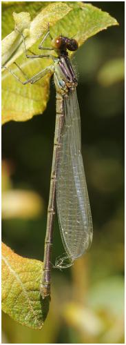 Erythromma viridulum