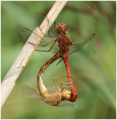 Sympetrum meridionale