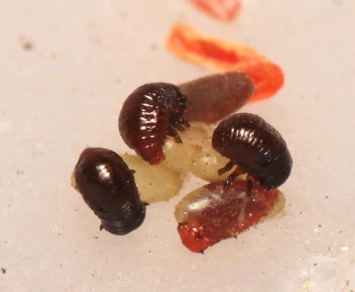 Chrysolina cerealis