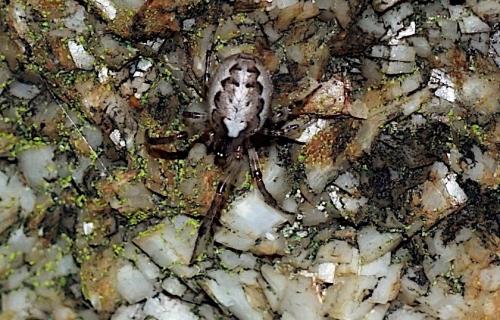 Zygiella x-notata