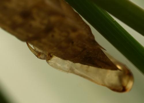 Réf. 196 144 : Anax imperator