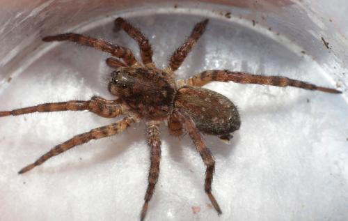 Arctosa sp.