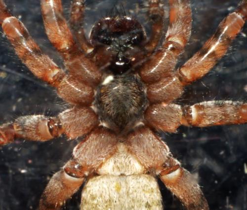 Arctosa sp.