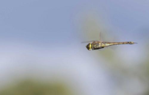 Réf. 196 219 : Anax ephippiger