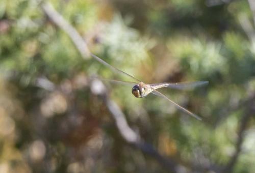 Réf. 196 202 : Anax ephippiger
