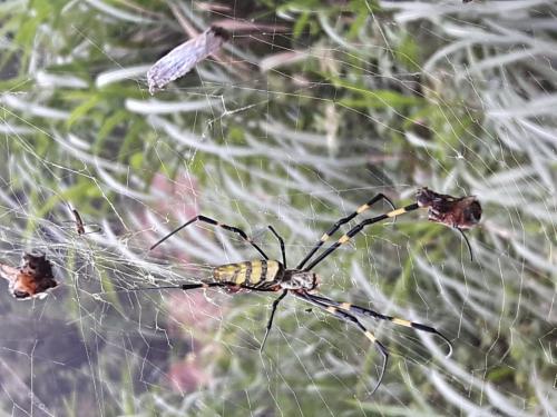 Réf. 196 294 : Trichonephila clavata