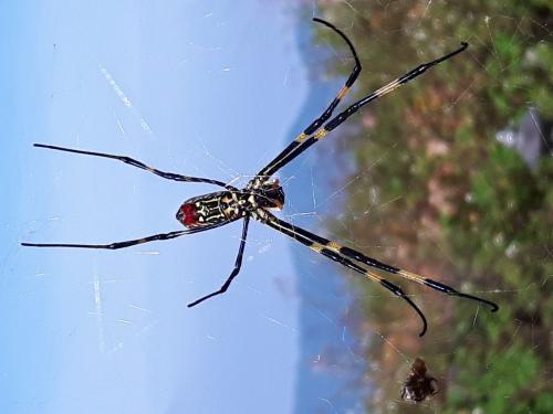 Réf. 196 292 : Trichonephila clavata