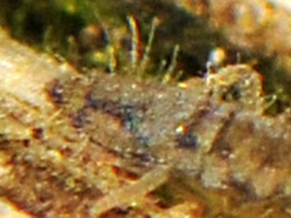 Entomobrya nivalis
