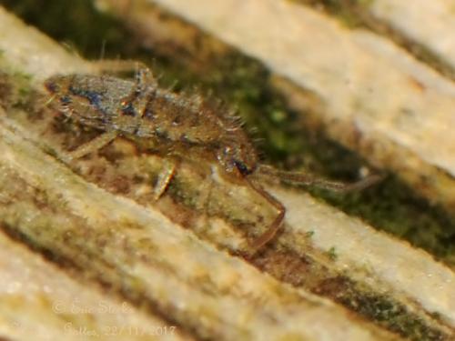 Entomobrya nivalis