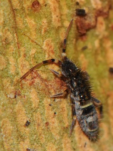 Orchesella cincta