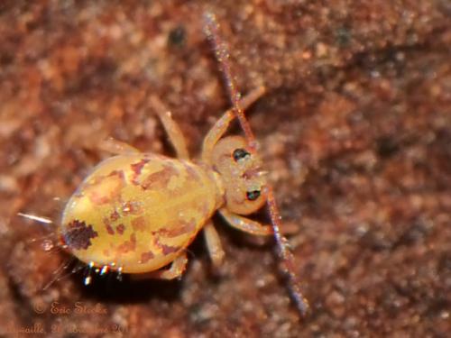 Dicyrtomina ornata