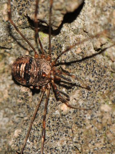 Réf. 196 676 : Dicranopalpus ramosus