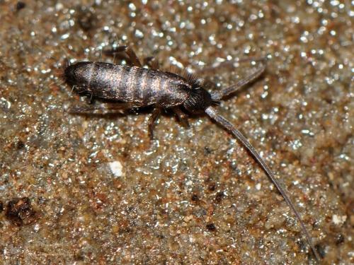 Réf. 196 670 : Pogonognathellus longicornis
