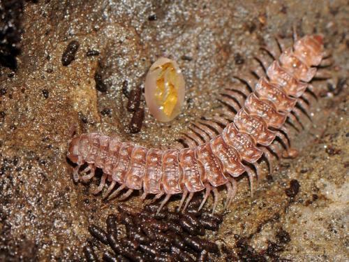 Réf. 196 668 : Polydesmus angustus