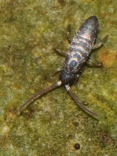 Tomocerus vulgaris