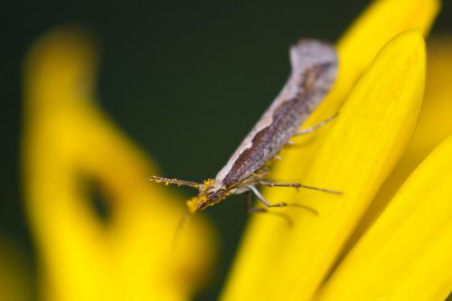 Réf. 196 941 : Plutella xylostella