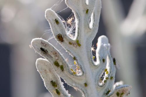 Aulacorthum circumflexum