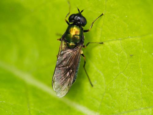 Réf. 196 445 : Chloromyia formosa