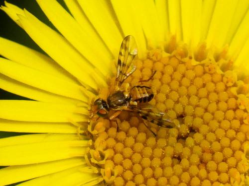 Myopites apicatus