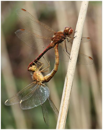 Réf. 196 248 : Sympetrum meridionale