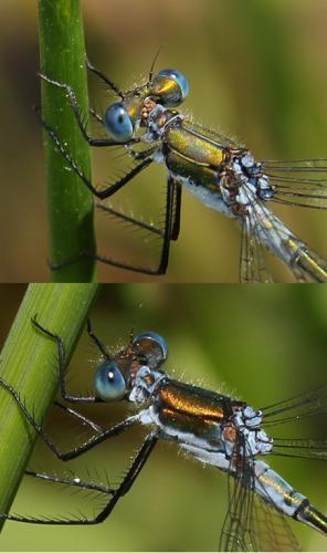 Lestes sponsa