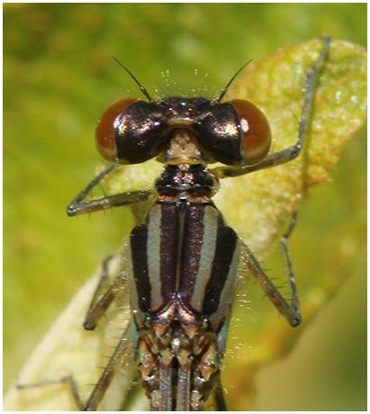 Erythromma viridulum