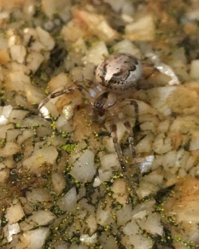 Zygiella x-notata