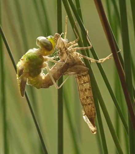 Anax imperator